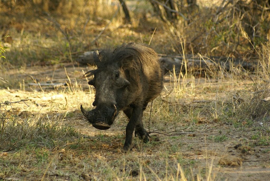 Warthog (Warzenschwein)