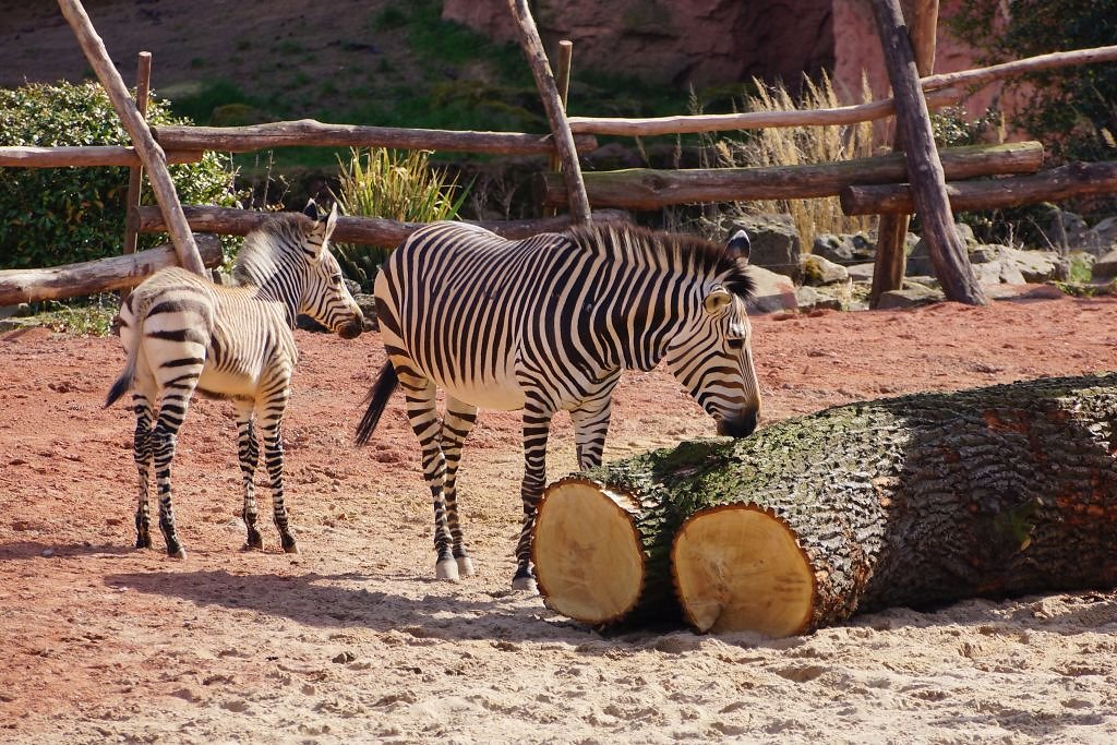Zebra-Nachwuchs