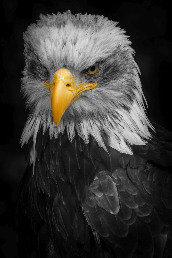 Weißkopfseeadler (Bald Eagle)